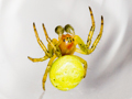 Araniella opisthographa